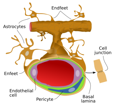 Heamtoencephalic barrrie