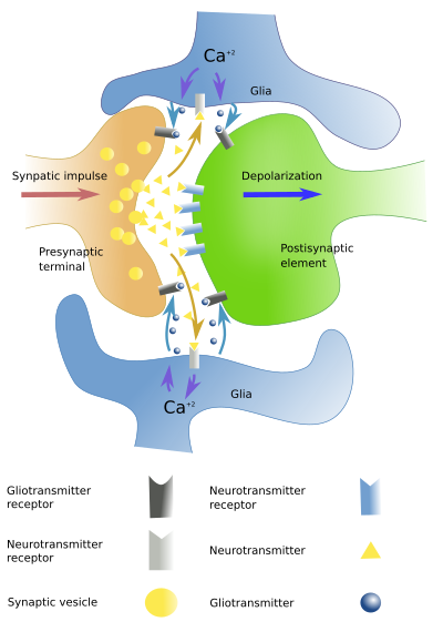 Tripartite synapse