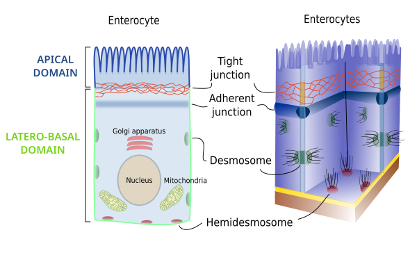 Enterocitos, dominios