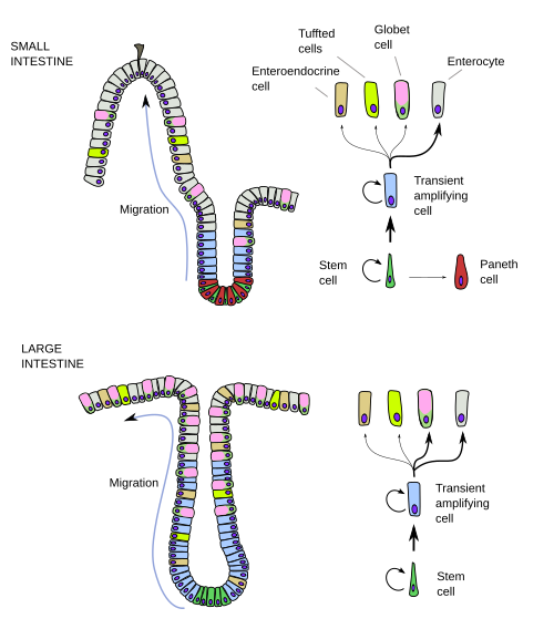 Enterocytes lineages