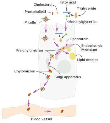 Fat absorption