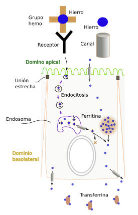 Iron absorption