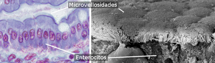 Enterocytes