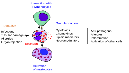 Eosinpphil