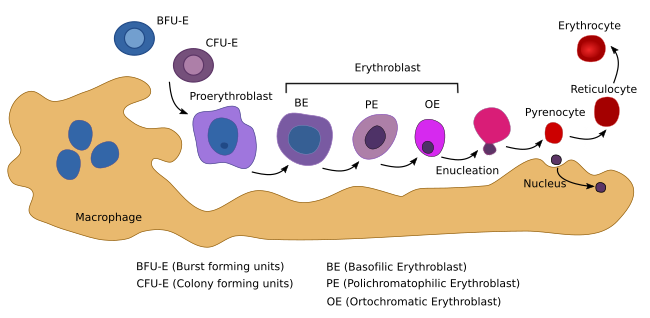 Erythrocyte differentiation