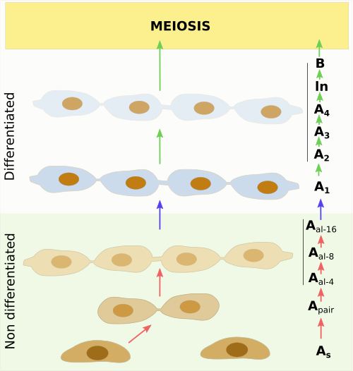 Spermatogonia