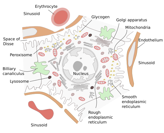 Hepatocyte