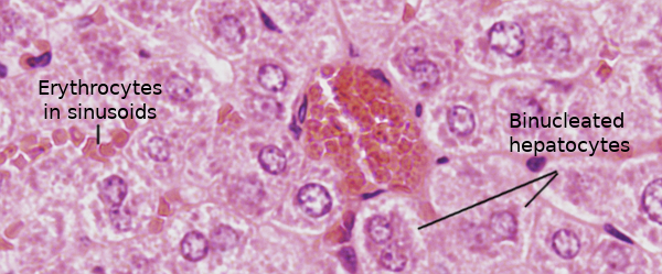 Hepatocyte