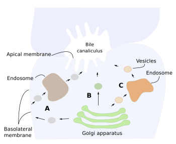 Vesicular pathways