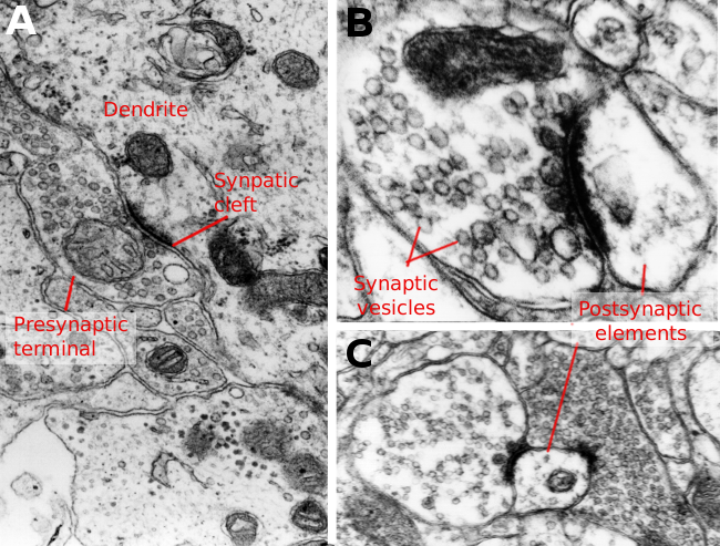 Chemical synapses