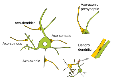 Types of synapses