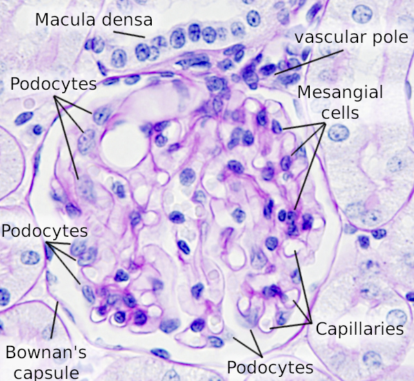 Glomerulus