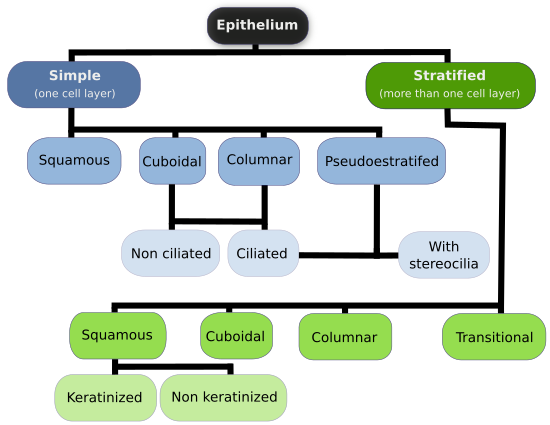 Covering epithelium