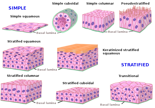 Epithelium types