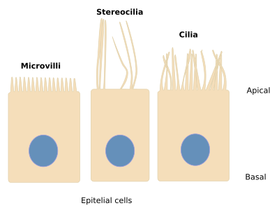 Apical cell specializations.