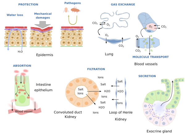 Epithelial functions