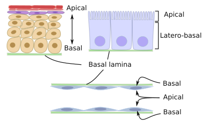 Epithelial polarity