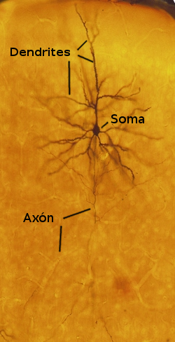 Neuron