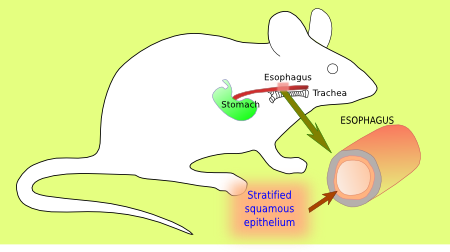 Mouse esophagous