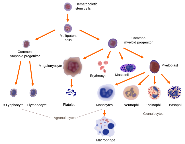 Blood cell lineages