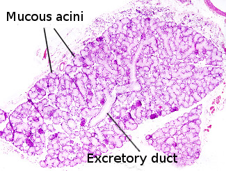 Submaxilar salivary gland