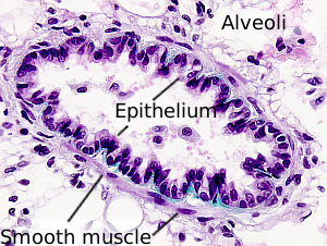 Smooth muscle