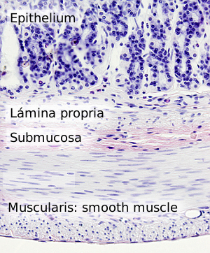 Smooth muscle