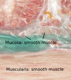 Smooth muscle