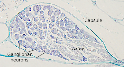 Spinal ganglia