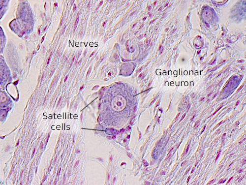 Ganglionar neuron