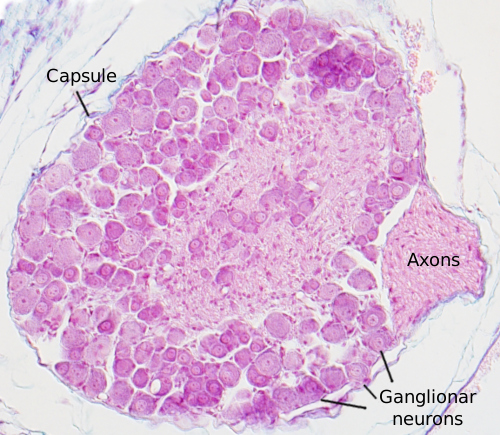 Ganglionar neuron