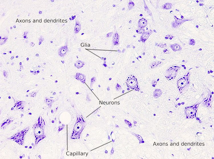 Nervous tissue