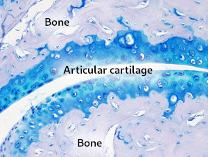 Articular cartilage