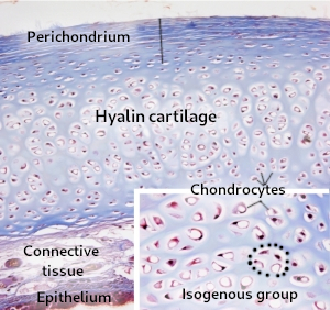 Hyalin cartilage