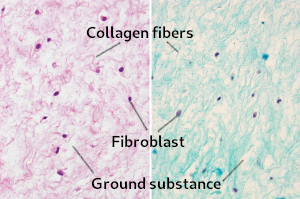 Mucous connective