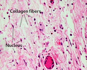 Loose connective tissue