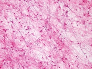 Loose connective tissue