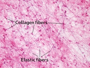 Loose connective tissue