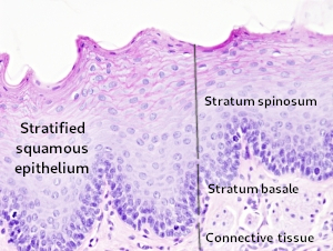 Stratified squamous epithelium