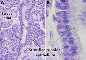 Stratified cuboidal epithelium