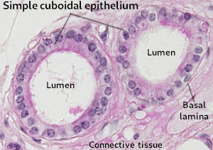 Simpole cuboidal epithelium