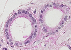 Simpole cuboidal epithelium