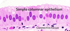 Simple columnar epithelium