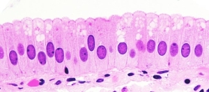 Simple columnar epithelium