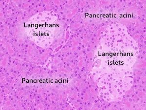 Pancreas