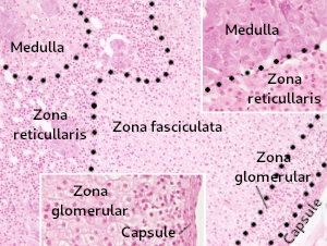 Adrenal gland