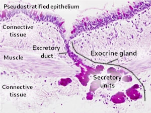 Exocrine gland