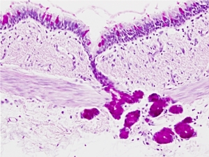 Exocrine gland