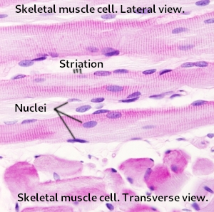 Skeletal muscle