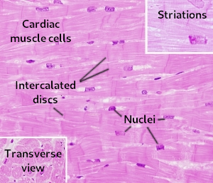 Cardiac muscle